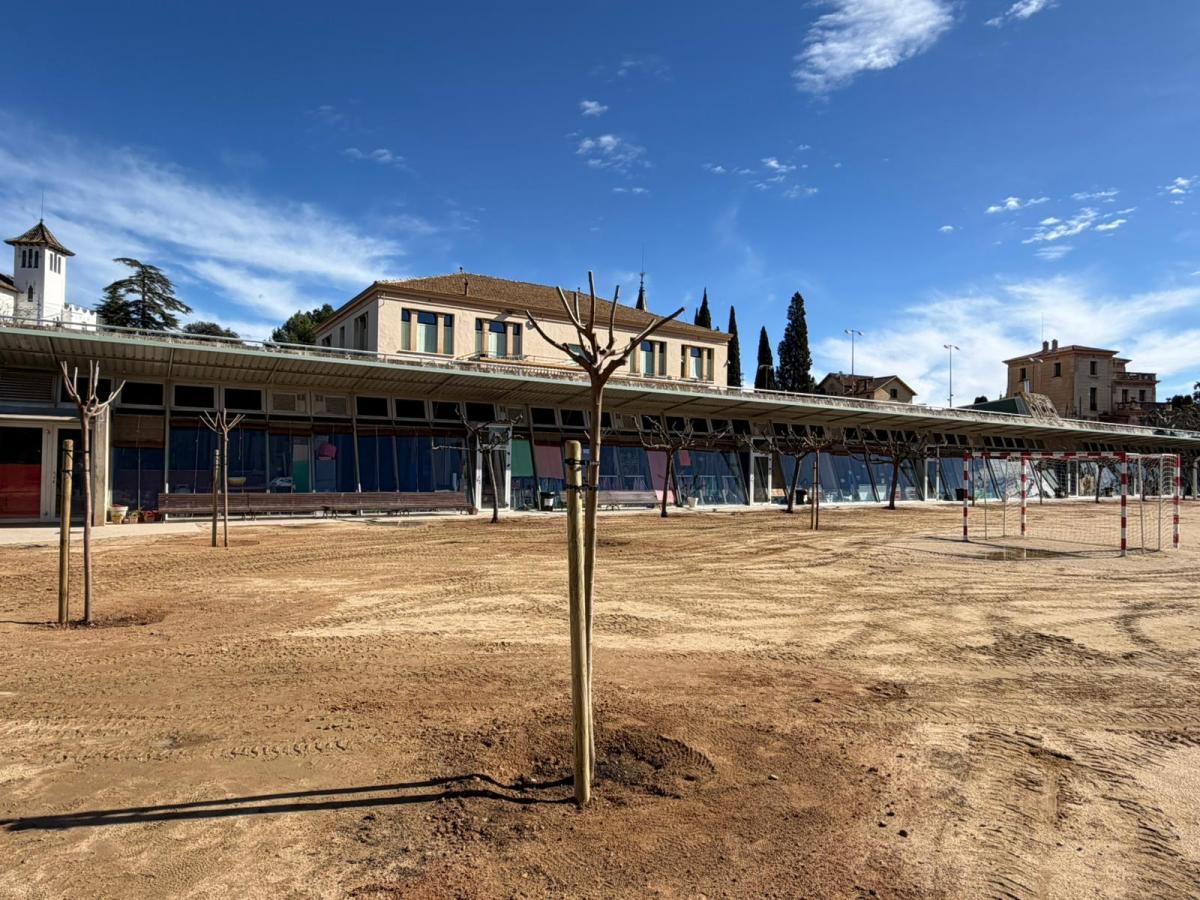 Plantació de moreres al pati de primària i&nbsp;secundària